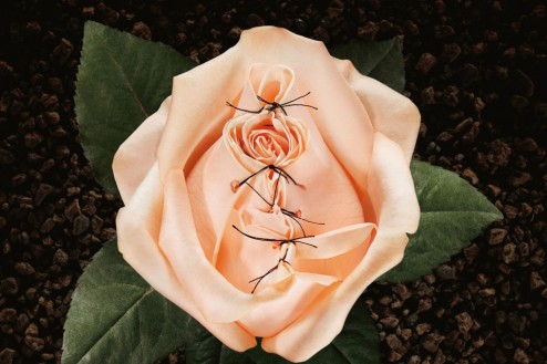 Rosen-HD-sans-cadre-web-960x640