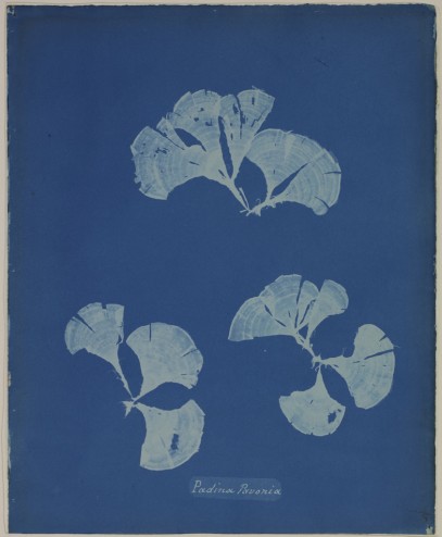 1__Anna_Atkins