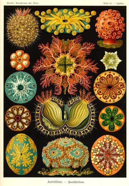 A l&rsquo;avant garde : Ernst Haeckel – Kunstformen der Natur – 1899