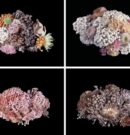 À l’avant-garde : Saara Ekström, Full, sarjasta Excess and Ascesis, 2010